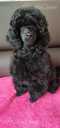 Miniature poodle - MM.LV - 4