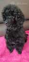 Miniature poodle - MM.LV - 5