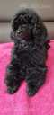 Miniature poodle - MM.LV - 6