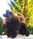 Miniature poodle - MM.LV - 9