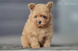 Щенки мальтипу Ф1 - MM.LV