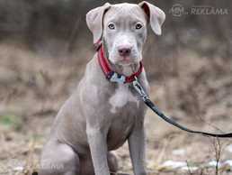 Щенки питбуля - MM.LV