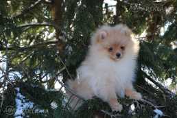 Pomeranian male - MM.LV
