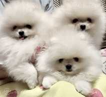 Ищут новый дом три очаровательных мальчика - MM.LV