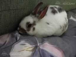 Meitene meklē jaunas mājas - MM.LV