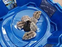 Джунгурские хомяки - MM.LV