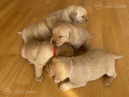 Labradors retrivers - MM.LV