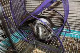 Divas jaukas degu peles atdod - MM.LV