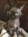 Canadian Sphynx female cat - MM.LV - 2