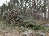 mežistrāde, kokmateriālu izvešana - MM.LV - 2