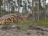 mežistrāde, kokmateriālu izvešana - MM.LV - 3