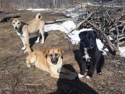 Kucēņi Щенки. T. - MM.LV