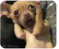 Meklējam puiku. - MM.LV