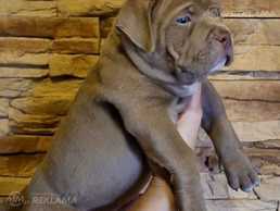 American bully - MM.LV