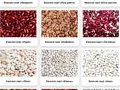 We sell commodity beans - MM.LV