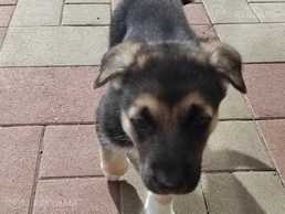 Austrumeiropas aitu kucēni - MM.LV