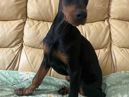 Доберман - MM.LV