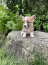 Welsh Corgi Pembroke - MM.LV - 4