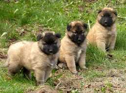Beļģu aitu suns Tervirens - Tervueren puppies - MM.LV