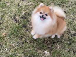 Померанский шпиц - MM.LV