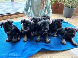 Miniature schnauzer Miniature schnauzer - MM.LV