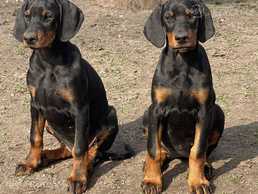 Doberman Doberman - MM.LV