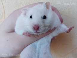 Малыши ищут новый дом - MM.LV