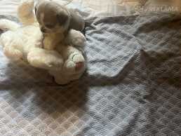 Maziņi Čihuahua šķirnes sunīši. - MM.LV