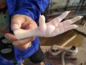 Processed Frozen Chicken Feet & Paws Grade A - MM.LV - 3