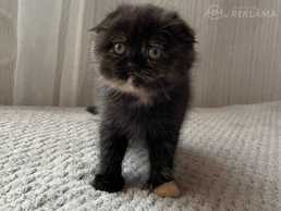 Котята - MM.LV