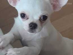 Продаётся девочка чихуахуа - MM.LV