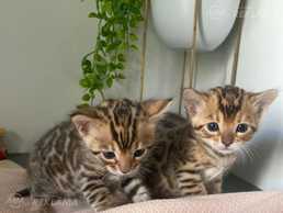 Bengalska maca na prodaju - MM.LV