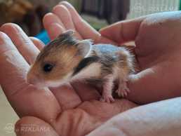 Продаю хомячат! - MM.LV