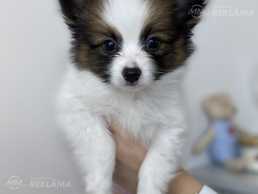 Puppies in search of the best and most responsible owners Puppies in search of the best and most responsible owners - MM.LV
