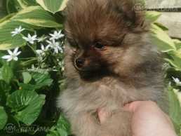 Милые малыши. - MM.LV