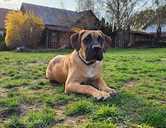 Cane Corso Italiano (Kane Korso) puppy male with great character - FCI - MM.LV