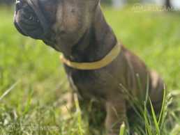 Franču buldodziņi - MM.LV