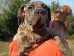 Cane Corso (Kane Korso) puppy male for show and family - FCI pedigree - MM.LV