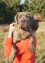 Cane Corso (Kane Korso) puppy male for show and family - FCI pedigree - MM.LV - 3