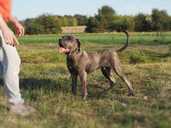 Cane Corso (Kane Korso) puppy male for show and family - FCI pedigree - MM.LV - 4