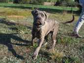 Cane Corso (Kane Korso) puppy male for show and family - FCI pedigree - MM.LV - 5