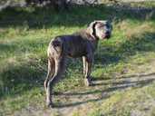 Cane Corso (Kane Korso) puppy male for show and family - FCI pedigree - MM.LV - 11