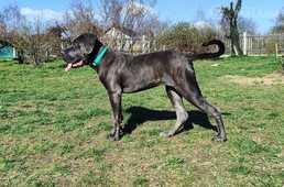 Kane Korso -Cane Corso Italiano female puppy for show and family - FCI - MM.LV