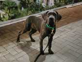 Kane Korso -Cane Corso Italiano female puppy for show and family - FCI - MM.LV - 2