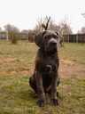 Kane Korso -Cane Corso Italiano female puppy for show and family - FCI - MM.LV - 7