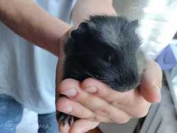 Морская свинка - MM.LV