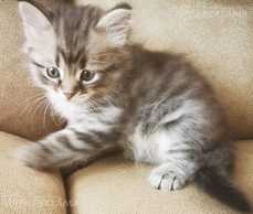 Сибирские котята - MM.LV