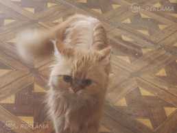 Нужно пристроить кошечку Нужно пристроить кошечку - MM.LV