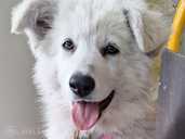 Baltųjų šveicarų aviganių šuniukai - MM.LV
