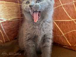 Британские котята - MM.LV